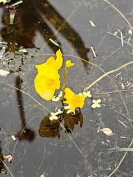 Attēlu rezultāti vaicājumam “Utricularia x neglecta”