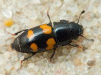 Attēlu rezultāti vaicājumam “Glischrochilus grandis”