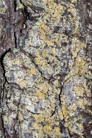 Attēlu rezultāti vaicājumam “Chaenotheca ferruginea”