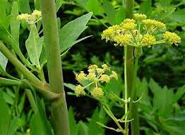 Attēlu rezultāti vaicājumam “Levisticum officinale flower”