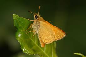 Attēlu rezultāti vaicājumam “Ochlodes sylvanus”