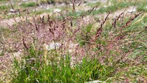 Attēlu rezultāti vaicājumam “Agrostis capillaris”