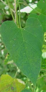 Attēlu rezultāti vaicājumam “Thesium ebracteatum leaf”