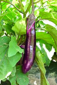 Afbeeldingsresultaat voor fengyuan purple eggplant