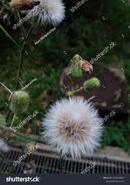 Attēlu rezultāti vaicājumam “Sonchus asper flower”