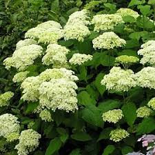 Attēlu rezultāti vaicājumam “Hydrangea arborescens subsp. discolor flower”