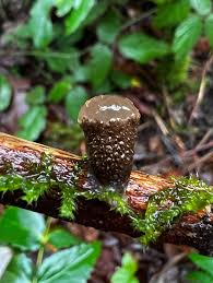 Attēlu rezultāti vaicājumam “Gloiodon strigosus”