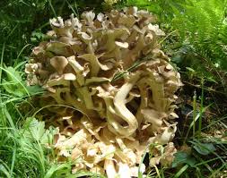 Attēlu rezultāti vaicājumam “Polyporus umbellatus”