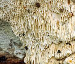 Attēlu rezultāti vaicājumam “Antrodia albida”