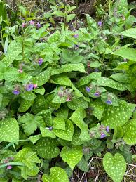 Image result for Lungenkraut