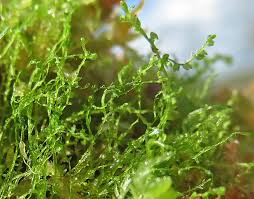 Attēlu rezultāti vaicājumam “Cladopodiella fluitans”