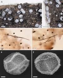 Attēlu rezultāti vaicājumam “Didymium sp.”
