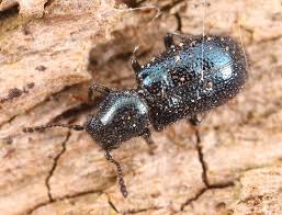 Attēlu rezultāti vaicājumam “Korynetes caeruleus”