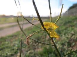 Attēlu rezultāti vaicājumam “Diplotaxis tenuifolia bud”