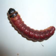 Attēlu rezultāti vaicājumam “Cossus cossus imago”