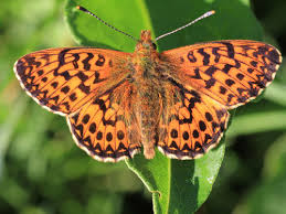 Attēlu rezultāti vaicājumam “Boloria titania upperside”