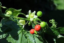 Attēlu rezultāti vaicājumam “Urtica dioica fruit”