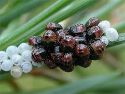 Attēlu rezultāti vaicājumam “Palomena prasina nymph”