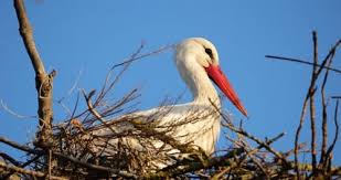 Attēlu rezultāti vaicājumam “Ciconia ciconia adult”