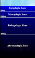 OceanLink | Biodiversity - Deep Sea