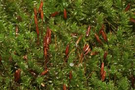 Attēlu rezultāti vaicājumam “Anomodon viticulosus sporophyte”