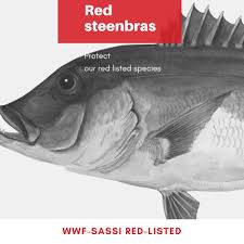 Image result for Petrus rupestris