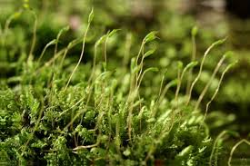 Attēlu rezultāti vaicājumam “Fissidens bryoides sporophyte”