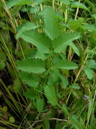 Attēlu rezultāti vaicājumam “Sanguisorba officinalis”