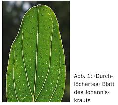 Attēlu rezultāti vaicājumam “Hypericum perforatum leaf”