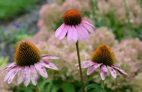Attēlu rezultāti vaicājumam “Calamagrostis purpurea flower”