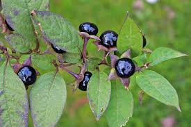 Image result for beladona