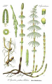 Attēlu rezultāti vaicājumam “Equisetum pratense”