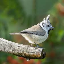 Attēlu rezultāti vaicājumam “Lophophanes cristatus adult”