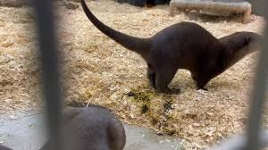 Image result for Otters Old Time Dance Club