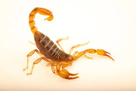 Attēlu rezultāti vaicājumam “Boreus”