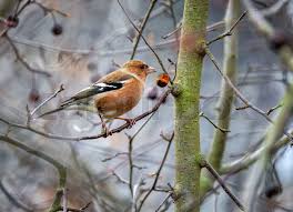 Attēlu rezultāti vaicājumam “Fringilla coelebs female”