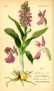 Attēlu rezultāti vaicājumam “Orchis morio”