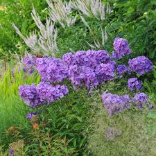 Image result for Phlox (großblumig)