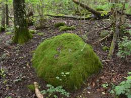 Attēlu rezultāti vaicājumam “Barbilophozia barbata”
