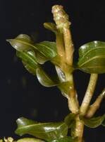 Attēlu rezultāti vaicājumam “Potamogeton perfoliatus flower”