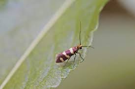 Attēlu rezultāti vaicājumam “Micropterigidae”