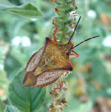Attēlu rezultāti vaicājumam “Carpocoris sp.”