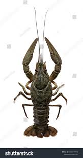 Attēlu rezultāti vaicājumam “Astacus leptodactylus”