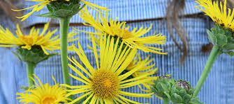 Attēlu rezultāti vaicājumam “Inula helenium”