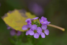 Attēlu rezultāti vaicājumam “Cakile maritima subsp. baltica leaf”