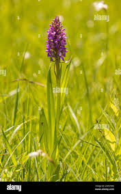 Attēlu rezultāti vaicājumam “Dactylorhiza russowii leaf”