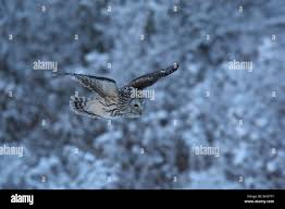 Attēlu rezultāti vaicājumam “Strix uralensis adult”