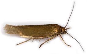 Attēlu rezultāti vaicājumam “Scythrididae”