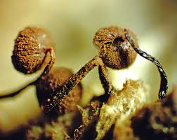 Attēlu rezultāti vaicājumam “Collaria rubens macro”