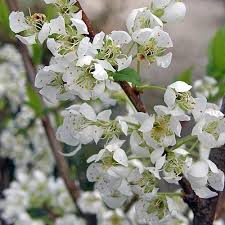 Attēlu rezultāti vaicājumam “Prunus (plum-tree) flower”
